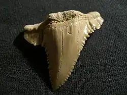 Tooth of Palaeocarcharodon from Atlas mountain in Morocco. 60 mya, 3&nbsp;cm long.