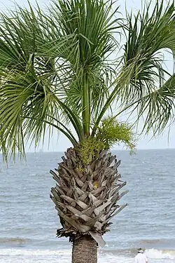 Close-up of the top, Atlantic Ocean, Georgia, U.S.