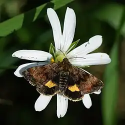 With a small yellow underwing, Panemeria tenebrata