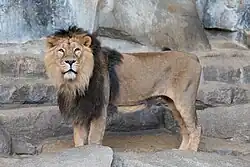 Modern lion, closest living relative of the American lion. In the picture an Asiatic lion.