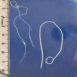 "Dirofilaria immitis" (left) and "Dirofilaria repens" (right)