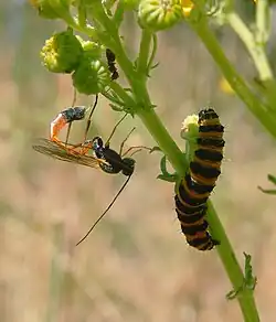 Parasitoid wasp (Ichneumonidae) and its host, a cinnabar moth larva, in which it has just laid an egg