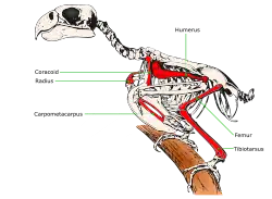 Illustration of a parrot skeleton with known bones of the St. Croix macaw marked