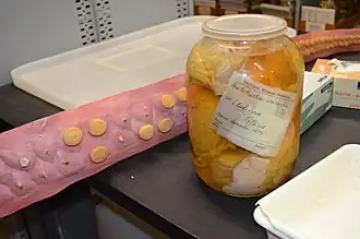 #49 (?/9/1879) Soft tissue remains of the 1879 specimen from Olafsfjord, Iceland, as they appeared in 2012 at the Zoological Museum in Copenhagen. The material is labelled as Architeuthis monachus, a taxon now considered synonymous with A.&nbsp;dux.