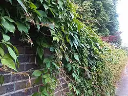 Covering a wall in London