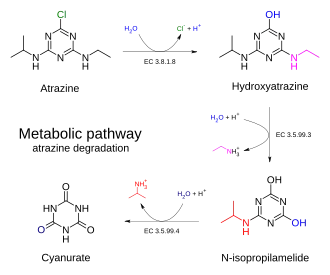 Biodegradation - atrazine chlorohydrolase pathway
