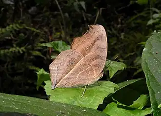 Ventral view (dry-season form)