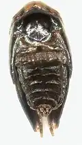 Male pupa, dorsal view