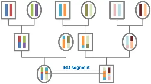 The origin of IBD segments is depicted via a pedigree.