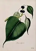 Peepul tree (Ficus religiosa)