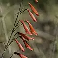 Flowers of Penstemon barbatus