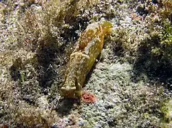 Spinoaglaja orientalis