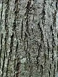 'Arno' bark, tree aged 20 years