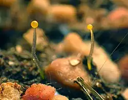 Newly emerged Phycomyces from a fish food pellet in potting soil