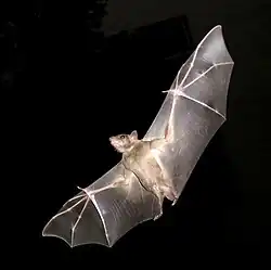 Bat in flight