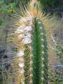 In Bequia, showing tufts of silky hairs