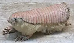 From top to bottom: nine-banded armadillo (Dasypus novemcinctus), pink fairy armadillo (Chlamyphorus truncatus)