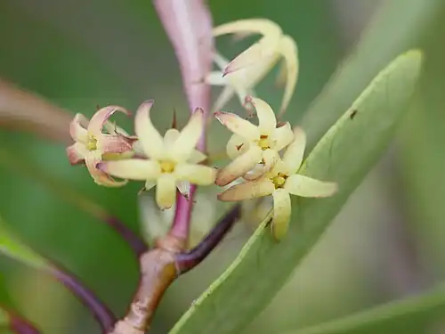 An image of the infloresence of P. kirkii that depicts its yellow coloured and star-shaped with a light pink colour at its tip.