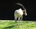 Scimitar oryx