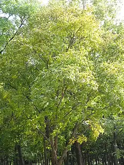 Platycarya