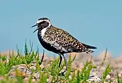 black and white plover with gold mottling