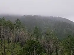 damage from the Mount Vision fire