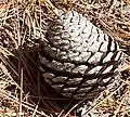 Pond pine cones are smaller and rounder than loblolly pine cones.