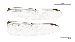 Male wings