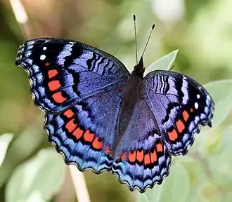 Precis octavia, winter form