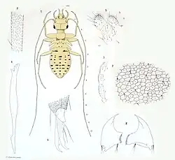 Prionoglaris stygia Enderlein, 1909