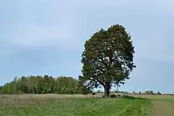 The protected "prophet pine" on the eastern edge of the village