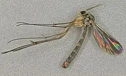 Colour photo of Pseudexechia trisignata specimine, it has a long thin body with six long thin legs, and two pearlescent wings