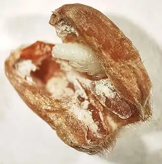 Pupa inside a wheat kernel