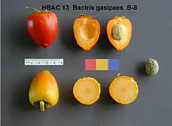 Chontaduro fruit (Bactris gasipaes)