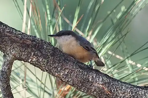 Pygmy nuthatch (Sitta pygmaea)