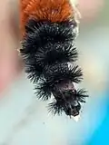 Head of a caterpillar