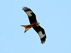 Red kite, Klingavälsåns dalgång, Lund, Skåne