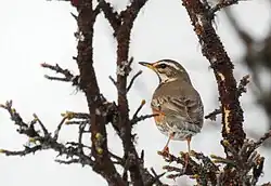 Redwing, Sorsele, Västerbotten