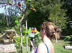Rainbow lorikeets at feeding time