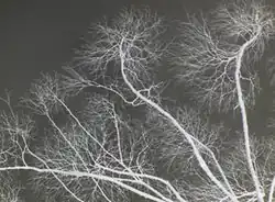 Tree branches as seen from below. There are no leaves on the branches and they split many times.