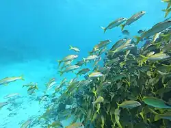 Protecting Fauna of St Brandon Atoll