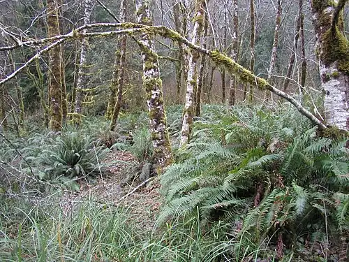 Plants growing below red alder near Drift Creek in the Oregon Coast Range