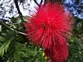 Detail of Calliandra haematocephala inflorescence