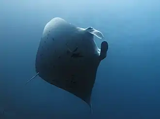 M. alfredi from Komodo, Indonesia