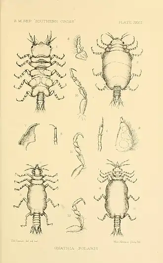 Report on the collections of natural history made in the Antarctic regions during the voyage of the "Southern Cross." (Plate XXXII) (8598039810)