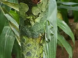 Rhaphidophora cryptantha