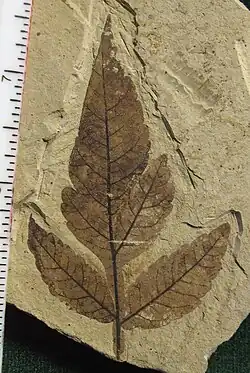 Rhus hybrid fossil – about 49.5&nbsp;million years old, Early Ypresian, Klondike Mountain Formation, Washington