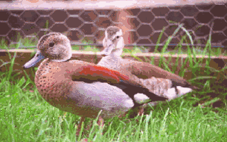 Pair of ringed teal