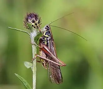 A brown cricket on the side of a purple flower