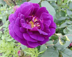 Close-up of a fully open rose with magenta-lavender petals and yellow stamens.
